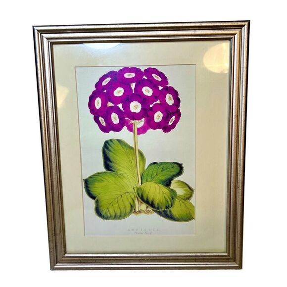 Auricula “Charles Perry” Framed and Matted Print 16” x12” - Picture 2 of 9
